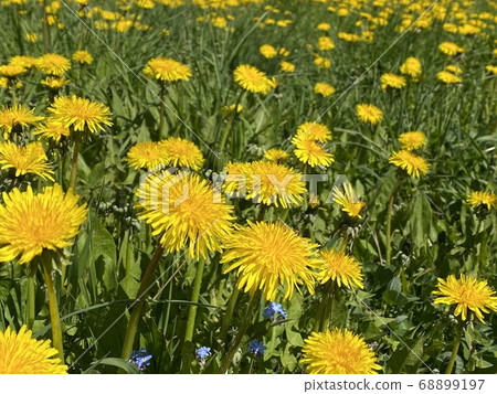 field of yellow dandelions on a sunny summer day 68899197