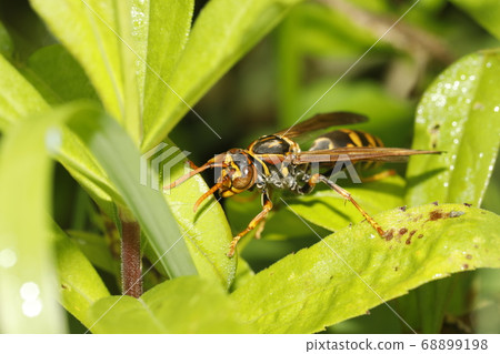 Polistes jokahamae 68899198