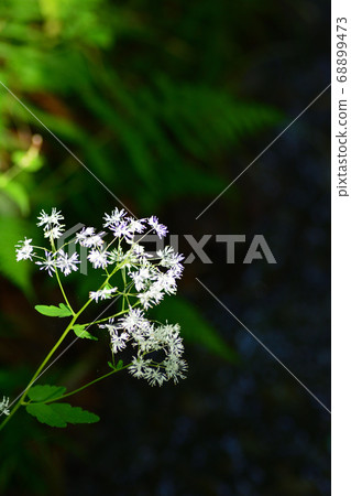 Larchaceous Larchaceous 68899473