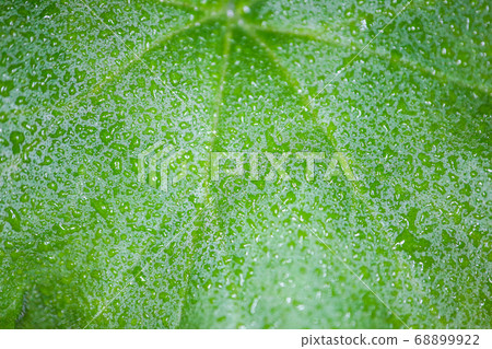 water drops on a green macro petal as a background water drops on a green macro petal as a background 68899922