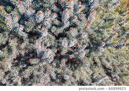 spruce branches as a close-up as background spruce branches as a close-up as background 68899923