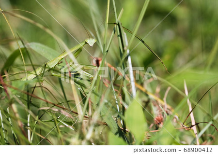 green praying mantis looking into the camera while walking in the grass green praying mantis looking into the camera while walking in the grass 68900412