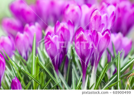 purple crocuses on a beautiful background macro  68900499