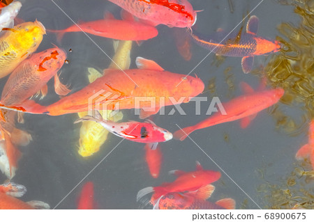 carp Chinese koi colorful fish swim in the water top view of the entire frame  68900675