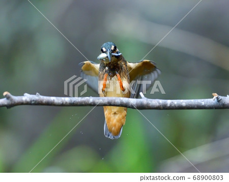Kingfisher chick male just before getting prey and stopping on a branch Kingfisher chick male just before getting prey and stopping on a branch 68900803