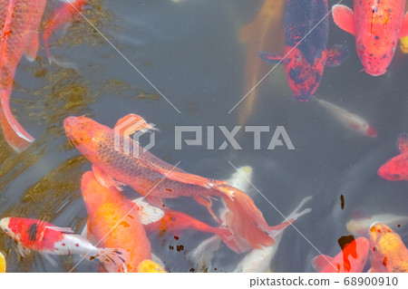 carp Chinese koi colorful fish swim in the water top view of the entire frame carp Chinese koi colorful fish swim in the water top view of the entire frame 68900910