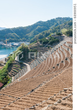 Yuko Mizuura terraced fields and Uwa Sea Yuko Mizuura terraced fields and Uwa Sea 68900951