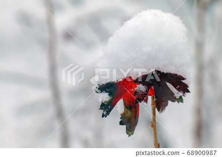 blackcurrant branch in winter with a snow cap 68900987