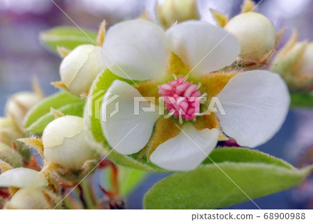 blooming branches of a pear tree close up 68900988