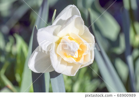 yellow daffodil on a plain background isolate 68900989