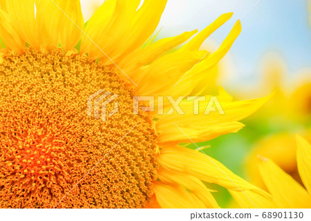 sunflower flowers on the field as background  68901130