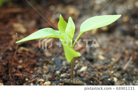 Manganji辣椒的果實發芽 Manganji辣椒的果實發芽 68901131