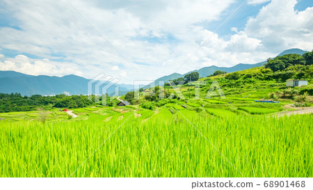 梯田（夏季） 68901468