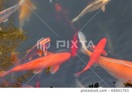carp Chinese koi colorful fish swim in the water top view of the entire frame  68901763