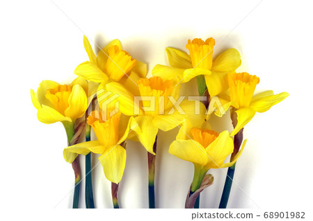 yellow daffodil on a plain background isolate 68901982
