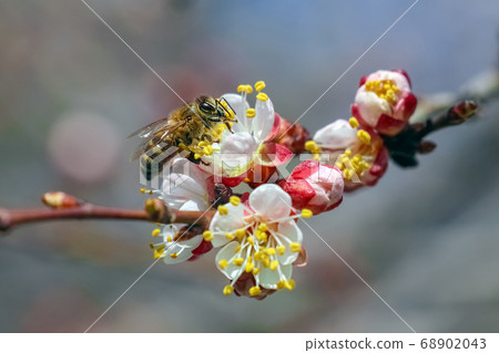 budding trees with a bee close up budding trees with a bee close up 68902043