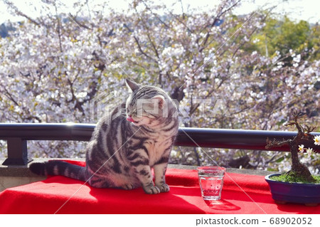 Cat watching cherry blossom 68902052