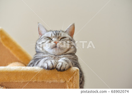 Cat overlooking the lower world from above the cat tower Cat overlooking the lower world from above the cat tower 68902074