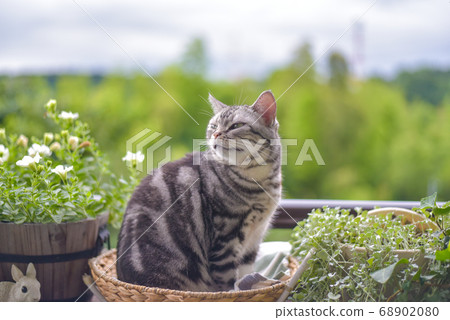 Cat bathing in the forest on the balcony 68902080