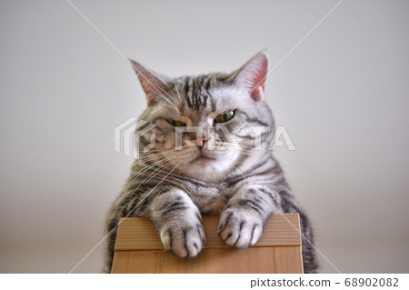 A cat looking down from the top of the shelf A cat looking down from the top of the shelf 68902082