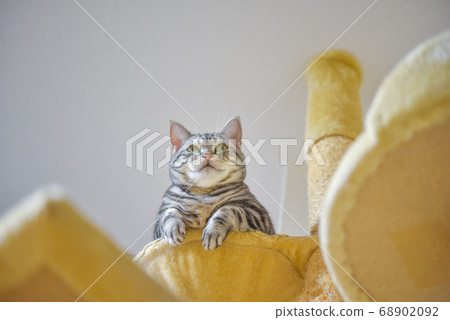 Cat overlooking the lower world from above the cat tower Cat overlooking the lower world from above the cat tower 68902092