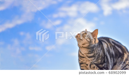 Cat looking at the blue sky Cat looking at the blue sky 68902099