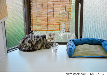 Cat relaxing in the bay window in summer Cat relaxing in the bay window in summer 68902137