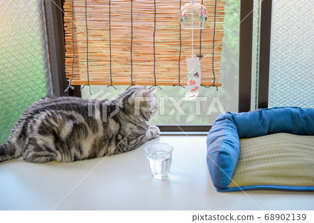 夏天在窗台上放鬆的貓 68902139