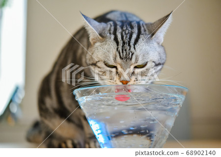 貓喝水 68902140