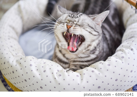 貓在床上打著哈欠 68902141