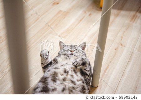 貓睡在書桌的兩腿之間 貓睡在書桌的兩腿之間 68902142