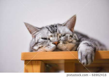 A cat fluttering at the edge of a table 68902418