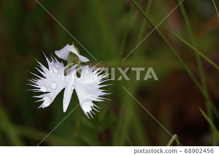 Kashihara Mire Kashihara Mire 68902456