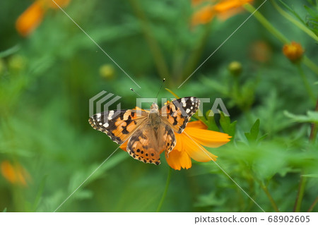 Painted Lady Augusta sucking on flowers of Kibana Cosmos Painted Lady Augusta sucking on flowers of Kibana Cosmos 68902605