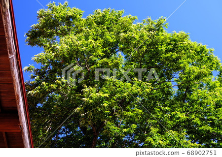 Campground trees and jungle gym 68902751