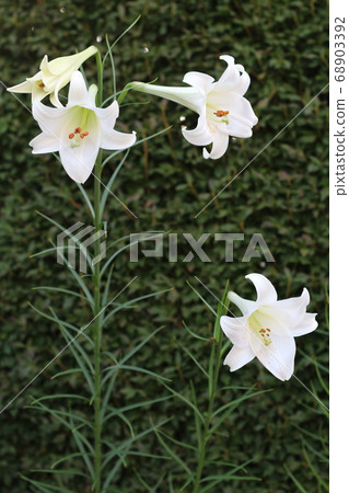 百合花 百合花 68903392