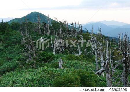 Nature, landscape, environment, photo: Abies mariesii, which died due to acid rain in the national park Hachimantai. 68903398