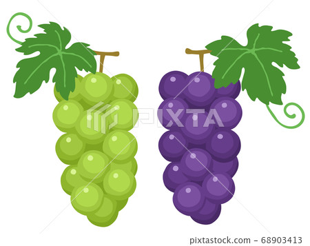 葡萄和馬斯喀特的插圖 68903413