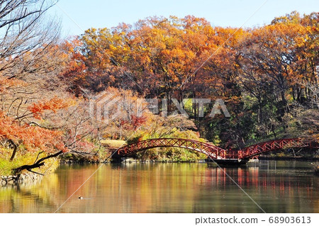 秋葉在橫濱青葉區Kodomonokuni的天鵝湖 秋葉在橫濱青葉區Kodomonokuni的天鵝湖 68903613