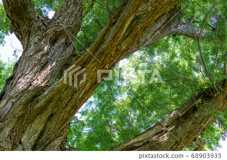 抬頭看著葛城公園的那棵大柳樹 68903935