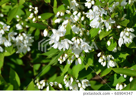 推測是日本柏（空樹）的植物的照片，上面開滿了白花，芽和黃綠色的葉子 68904347