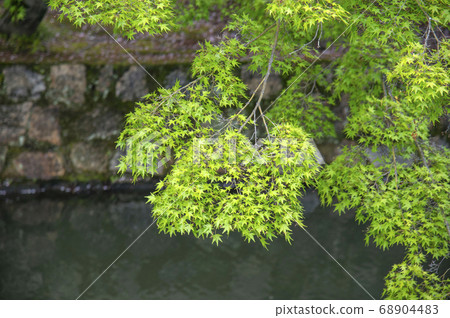 Fresh green maple dripping in the river Fresh green maple dripping in the river 68904483