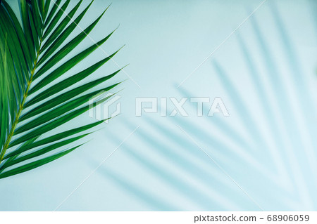 Tropical palm leaves with shadow on blue background. Tropical palm leaves with shadow on blue background. 68906059