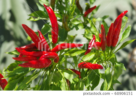 收穫爪(辣椒) 收穫爪(辣椒) 68906151