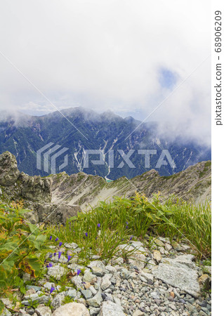 [Northern Alps/Tateyama] Lake Kurobe/Gotateyama mountains and alpine plants seen from the summit of Oyama 68906209