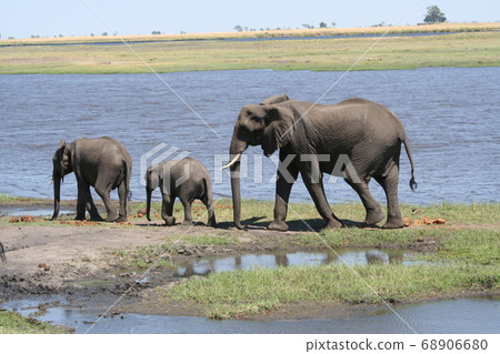 大象家族博茨瓦納非洲 68906680