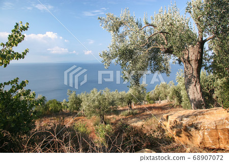 Olive trees on the slopes of Mount Athos Olive trees on the slopes of Mount Athos 68907072