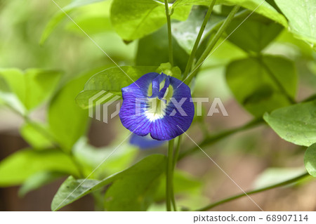 可愛的蝴蝶花 可愛的蝴蝶花 68907114