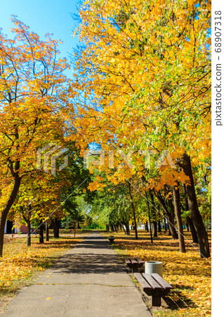 Alley with yellow maple trees in a city park Alley with yellow maple trees in a city park 68907318