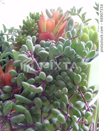 Succulent plant ruby necklace Succulent plant ruby necklace 68907358